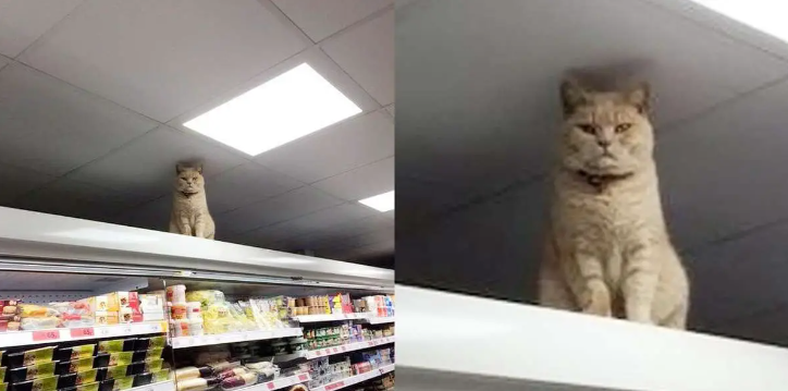 Cat Refuses To Leave Supermarket No Matter How Many Times He’s Kicked Out