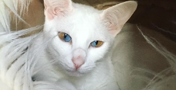 Odd-Eyed Olive, Cat Beauty With Dual-Toned Eyes