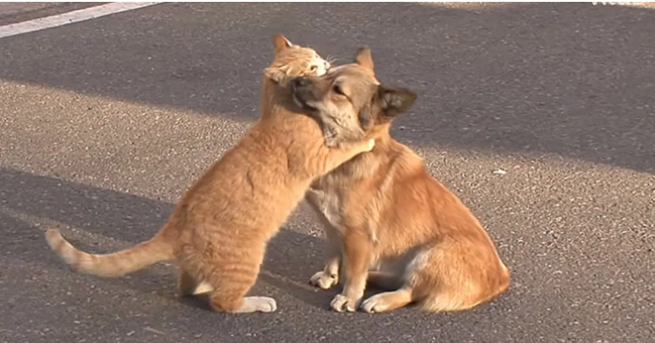 A Stray Cat Comforts a Left Puppy Who is Only Waiting for it’s Owners to Return