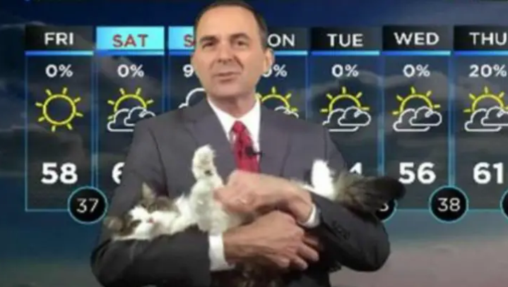 Friendly Cat Interrupts A Meteorologist And Gets A New Job (VIDEO)