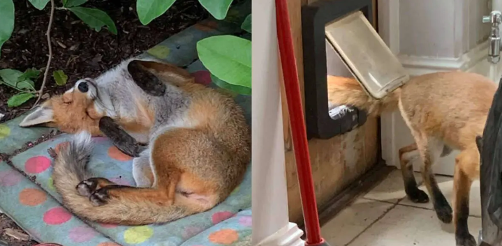 Wild Baby Fox Finds A New Place To Live In Woman’s Yard, She Naps On The Backyard Sofa And Hangs Out With Cats