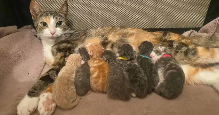 Cat Celebrates That She Managed To Have Her 7 Babies Born In A Safe And Comfortable Place