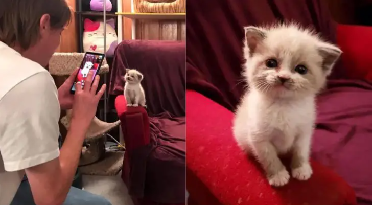 This Foster Kitten Gives The Cutest Smile To The Camera And Goes Viral