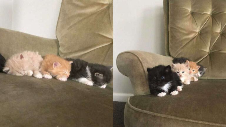 Tiny Kittens Wake Up As Soon As They Hear Food Being Opened