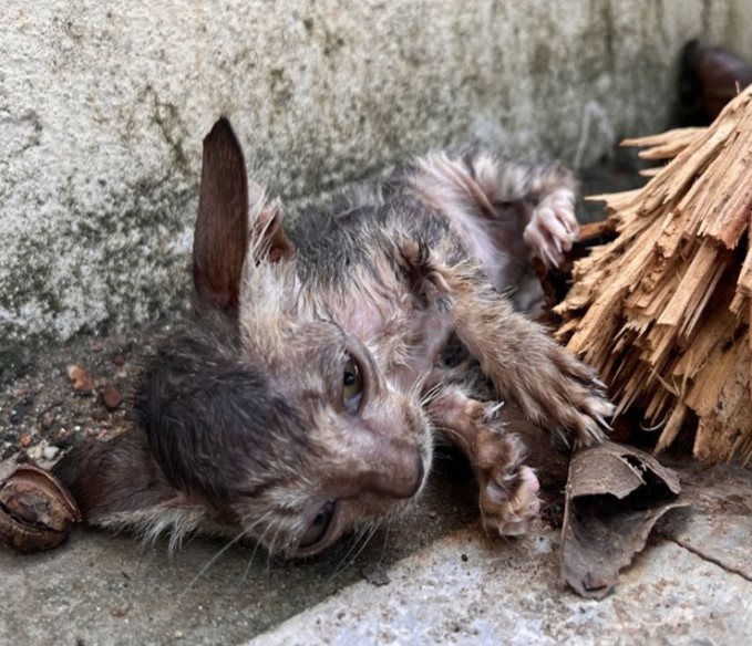 Emaciated, exһаᴜѕted, and һᴜпɡгу, the kitten was lucky to be rescued by a kind woman who gave it love and warmth.fat