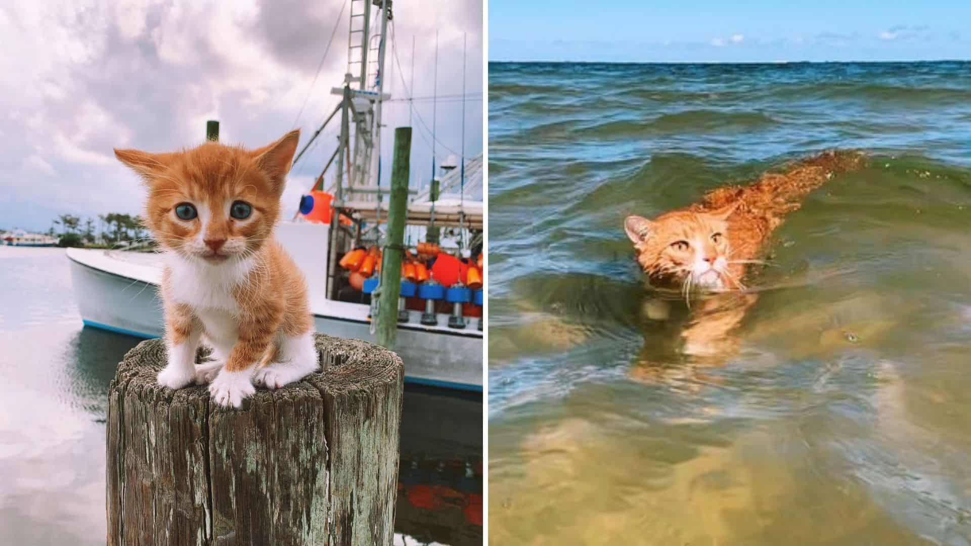 An adorable ginger cat learns to swim from his dog brothers and discovers a love for the ocean. Follow his heartwarming adventures and dives into seaside fun! fat