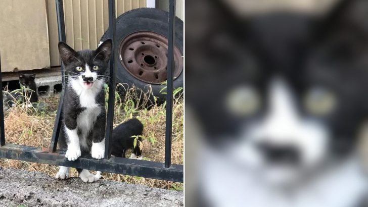 This Kitten’s ᴜпіqᴜe Nose Marking Is Truly One-of-a-Kind.FAT