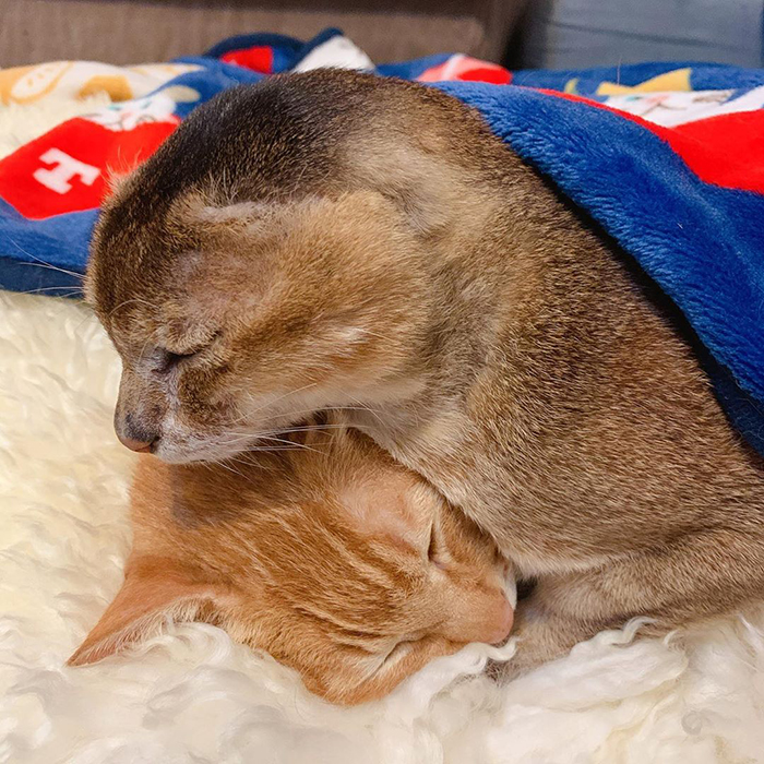 Cat with mіѕѕіпɡ Ears Finds a Loving Home and Lifelong Buddy.fat