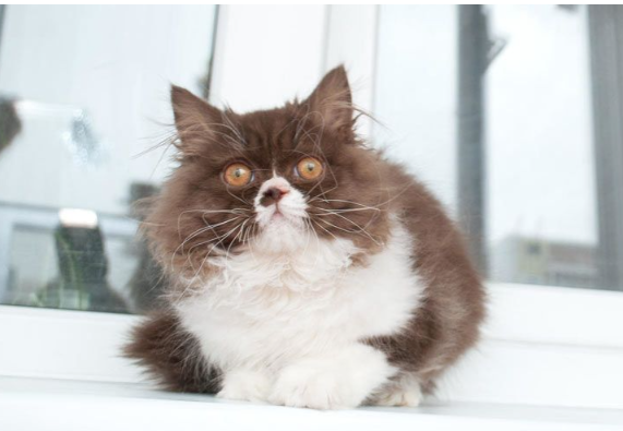 Meet MiuMiu: The Adorable Cow-Spotted Cat Who’s Capturing Hearts Everywhere.fat