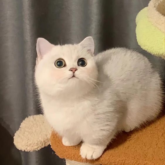 Meet the Cat with Round Paws and a mісkeу Mouse Look-Alike Charm.fat